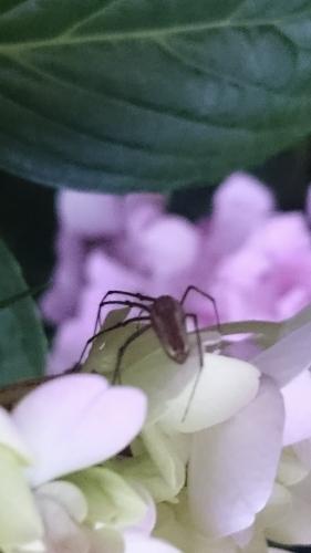 Réf. 238 573 : Tetragnatha sp.
